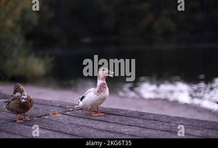 Zwei Enten laufen am See vorbei. Parks und Wildtiere in Europa. Wilde Enten und Vögel Stockfoto