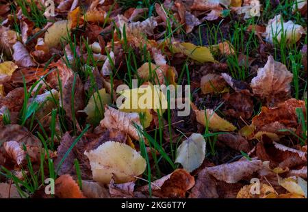 Herbstsaison, bunt gefallene Blätter auf dem Boden im Herbst. Hintergründe, Muster. Hintergrund Stockfoto