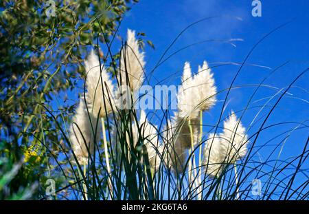 Eine Reflexion der blühenden Felsen von Pampas Grass, Cortaderia selloana, in einem kleinen Gartenteich in Hellesdon, Norfolk, England, Vereinigtes Königreich. Stockfoto