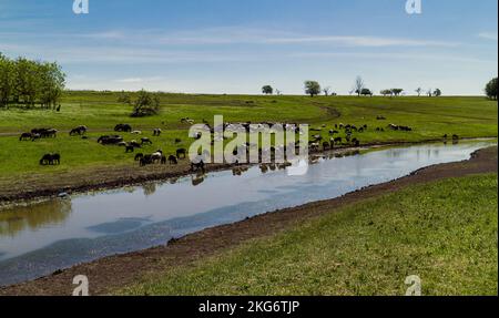 Landschaftsfoto: Schafe im Trinkort Stockfoto