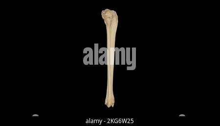 Laterale Ansicht der Knochen des rechten Beins Stockfoto