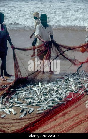 Surmai im Fischernetz im Vengurla Beach District Sindhudurga Konkan Maharashtra Indien fischen Stockfoto