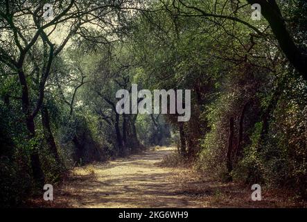 Einsamer Pfad im Keoladeo-Nationalpark im Bundesstaat Rajasthan India in Bharatpur Stockfoto