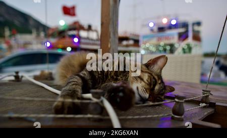Streunende Katze in verschiedenen Farben. Straßenkatzen aus der Türkei. Konzentrier dich auf die Katze. Stockfoto