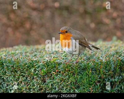 Europäischer Robin Erithacus rubecula in Eibenhecke November Winter Norfolk thront Stockfoto