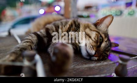 Streunende Katze in verschiedenen Farben. Straßenkatzen aus der Türkei. Konzentrier dich auf die Katze. Stockfoto