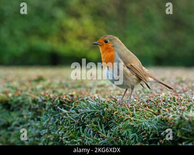 Robin Erithacus rubecula auf Garten-Eibenhecke im Winter Stockfoto