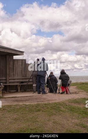 Vogelbeobachter auf der Suche nach Seevögeln in Westkapelle, Zeeland Stockfoto