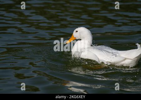 Weiße Ente, die im See verspielt ist und Wasser auf sie spritzt, ist zurück an den Al Qudra Seen in Dubai, Vereinigte Arabische Emirate. Stockfoto