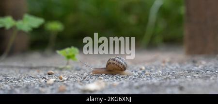 Schnecke, die sich langsam im Boden eines Gartens bewegt Stockfoto