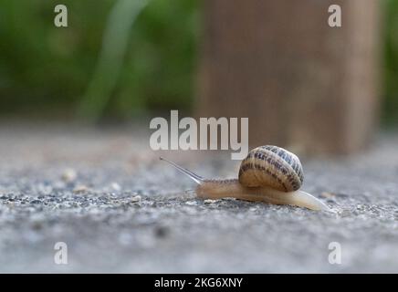 Schnecke, die sich langsam im Boden eines Gartens bewegt Stockfoto