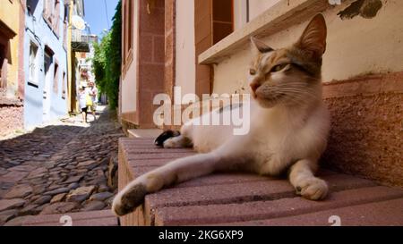 Streunende Katze in verschiedenen Farben. Straßenkatzen aus der Türkei. Konzentrier dich auf die Katze. Stockfoto