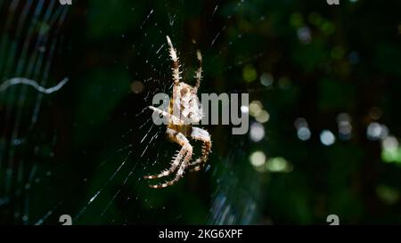 Das Spinnennetz wird von der Sonne beleuchtet. Eine Spinne, die im Netz auf ihre Beute wartet. Konzentriere dich auf die Spinne. Selektive Nahaufnahme des Fokus Stockfoto