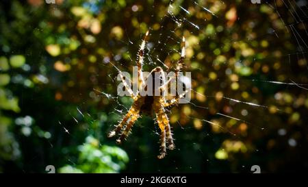 Das Spinnennetz wird von der Sonne beleuchtet. Eine Spinne, die im Netz auf ihre Beute wartet. Konzentriere dich auf die Spinne. Selektive Nahaufnahme des Fokus Stockfoto