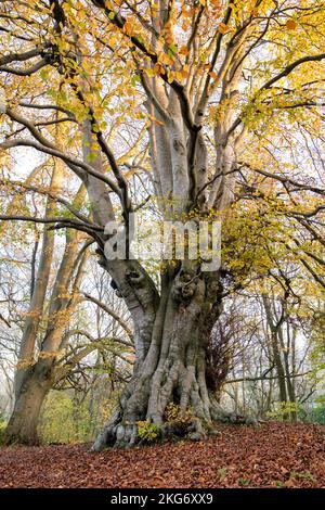 Fagus sylvatica. Alte Buchenbäume mit Herbstlaub in der Landschaft von cotswold. Lineover Wood, Dowdeswell, Gloucestershire, England Stockfoto