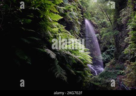 Waterfall and ferns at the end of the narrow canyon in La Palma Island Stockfoto
