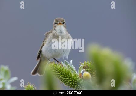 Fitis, Fitis-Laubsänger, Fitislaubsänger, Phylloscopus trochilus, Willow Warbler, Pouillot-Fitis Stockfoto