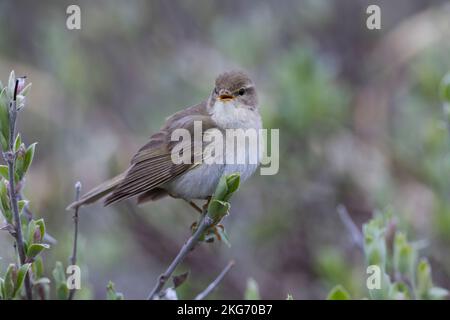 Fitis, Fitis-Laubsänger, Fitislaubsänger, Phylloscopus trochilus, Willow Warbler, Pouillot-Fitis Stockfoto