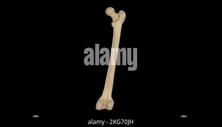Posteriore Ansicht des rechten Femurs Stockfoto
