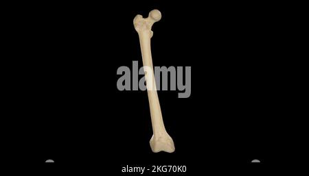 Anteriore Ansicht des rechten Femurs Stockfoto