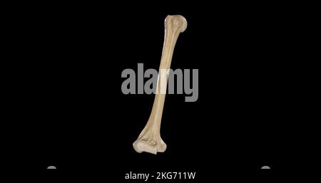 Anteriore Ansicht des rechten Humerus Stockfoto