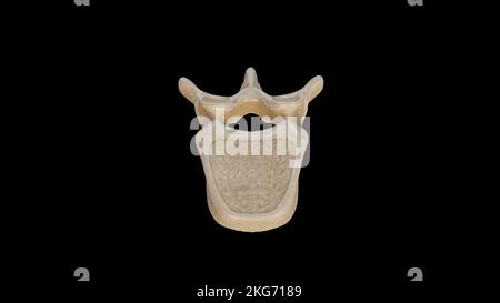 Superior-Blick auf Elftes Thoracic Vertebra (T11) Stockfoto