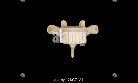 Vorderansicht des fünften Brustkorbs Vertebra (T5) Stockfoto