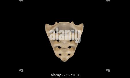 Vorderansicht von Sacrum Stockfoto