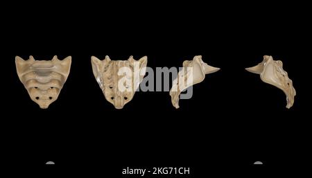 Kreuzbein von mehreren Seiten Stockfoto