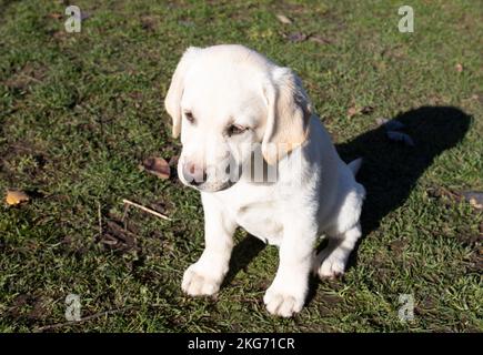 Weibliche Labrador-Welpe, ein reinrassiger Hund auf dem Rasen eines ländlichen Bauernhofes. Stockfoto