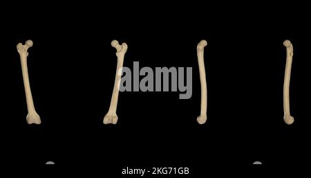 Rechtes Femur von mehreren Seiten Stockfoto