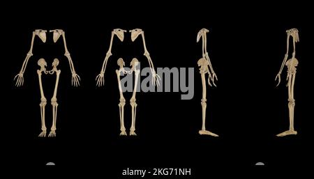 Mehrere Ansichten des Appendicular Skeleton Stockfoto