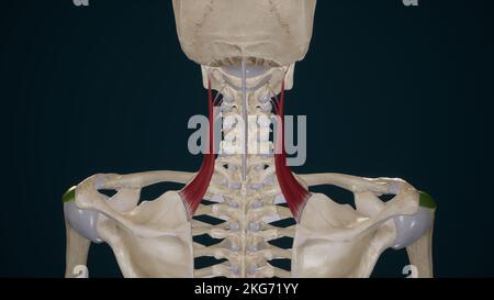 Medizinisch-genaue Darstellung der Muskulatur Levator scapulae Stockfoto