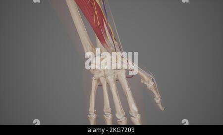 Anatomische Snuffbox Stockfoto