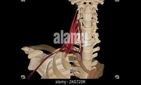 Aste der Arteria subclavia Stockfoto