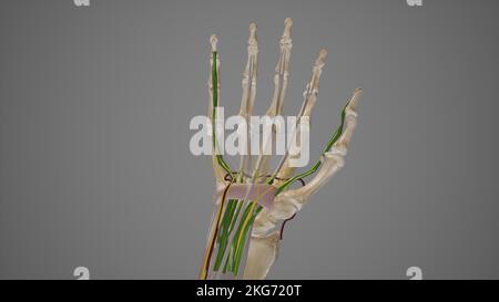 Karpaltunnelanatomie Stockfoto