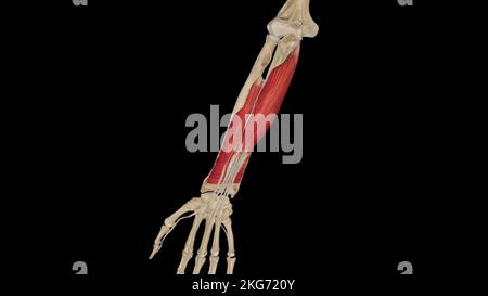 Tiefe Flexormuskeln des Unterarms Stockfoto