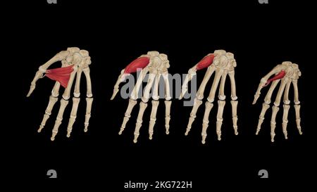 Thenar-Muskeln der Hand Stockfoto