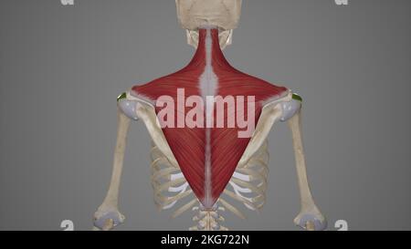 Zur medizinischen Darstellung des Musculus Trapezius Stockfoto