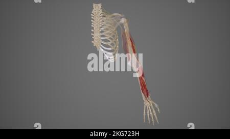 Der Nervus Radialis Stockfoto