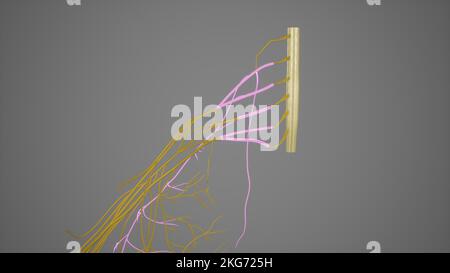 Wurzeln des Plexus brachialis Stockfoto