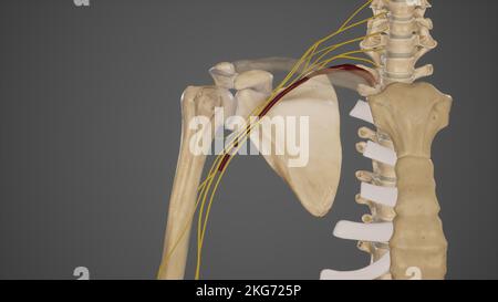 Endäste des Plexus brachialis Stockfoto