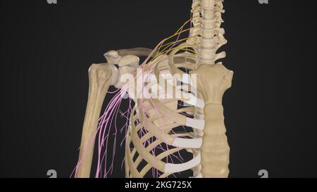 Zweige des Plexus brachialis Stockfoto