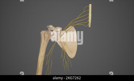 Die medialen Cord-Aste des Plexus brachialis Stockfoto