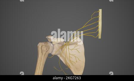 Aste des hinteren Cord des Plexus brachialis Stockfoto