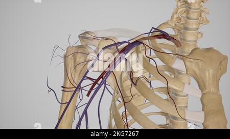Der Inhalt der Axilla-Gefässe Stockfoto