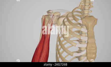 Der Inhalt der Axilla-Muskulatur Stockfoto