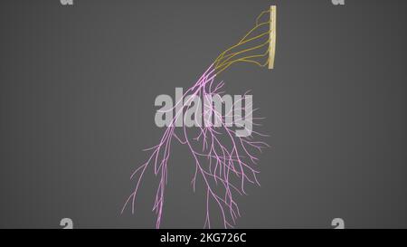 Cords des Plexus brachialis Stockfoto