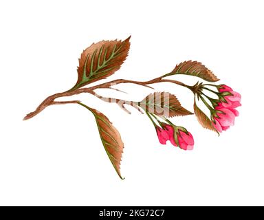 Aquarell rosa Sakura Blumen, Pflaume, Mandelblumen auf blühenden Zweig. Handgezeichneter Frühlingsobstbaum, isoliert auf weißem Hintergrund. Stockfoto