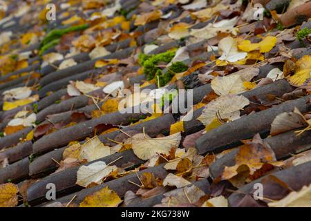 Nahaufnahme der Herbstblätter auf Dachziegeln mit Fokus auf Vordergrund Stockfoto